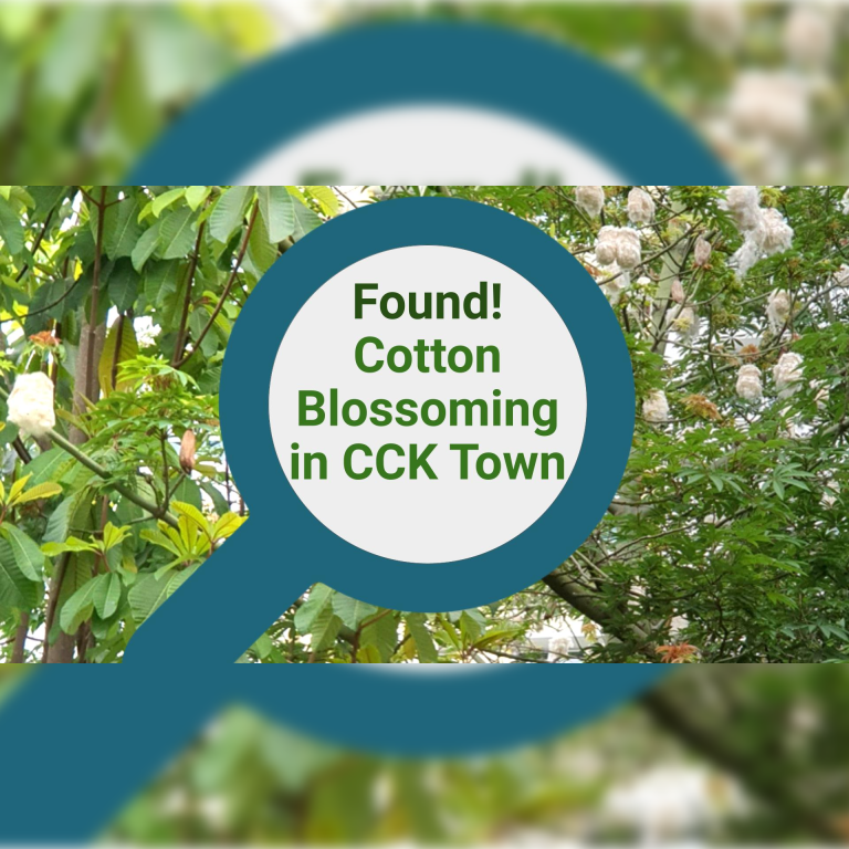 Spotted! Cotton-Producing Tree in CCK Town! Resident’s Story Tip Wins Prize